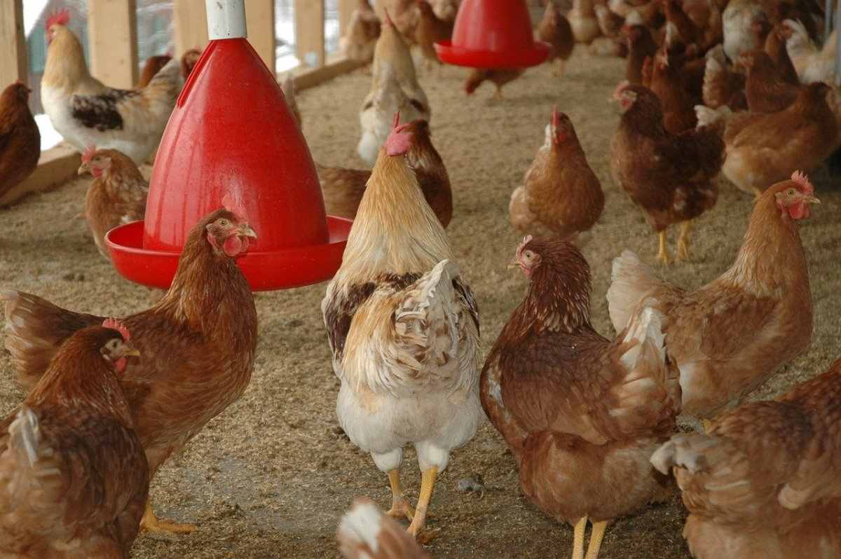 Poultry Farming in Tanzania